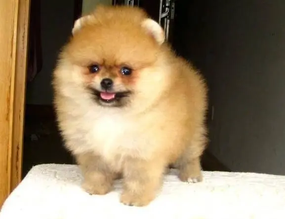 现在哪有卖博美小狗的 博美幼犬多少钱一只 - 图片 4