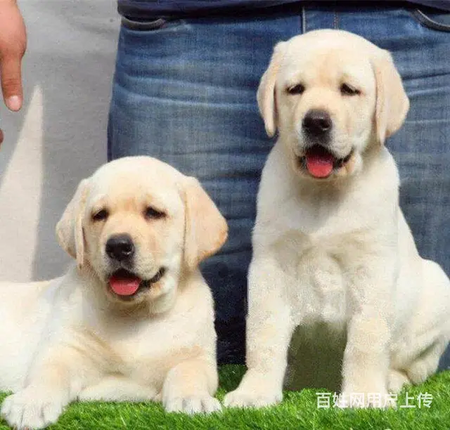 出售赛级拉布拉多幼犬疫苗齐全多窝可选 - 图片 4