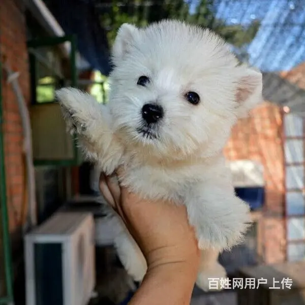 巢湖【十年老店】常年繁殖优质血统西高地幼犬 - 图片 10