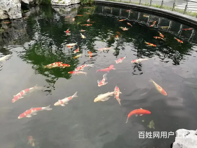 湖州别墅鱼池净化水处理喷泉设计循环系统 - 图片 1