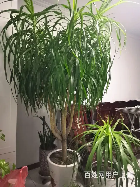龙须树 - 图片