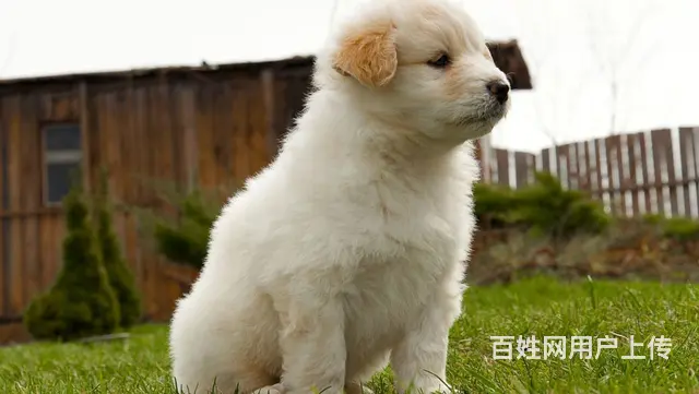晋中哈士奇哪里有卖,哈士奇幼犬哪里有卖 - 图片 1