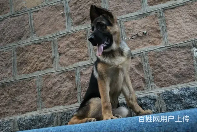 纯种德国牧羊犬 德国狼狗 黑背 大骨架 全国直销 - 图片 2