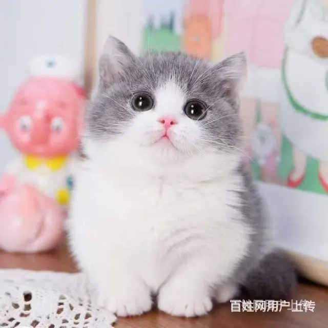 陕西商洛双血统蓝白幼猫价格多少 - 图片 1