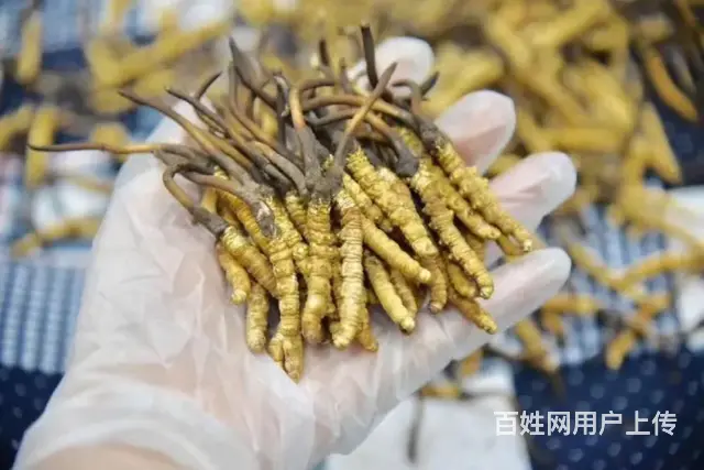 专业回收冬虫夏草，海参、燕窝、阿胶【诚信商家】 - 图片 6