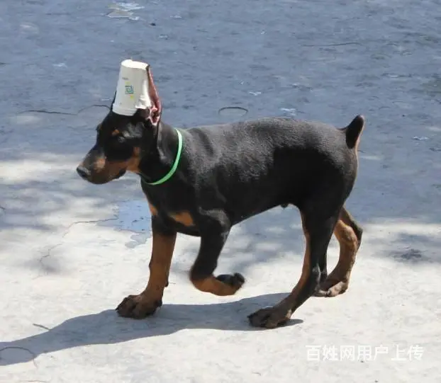 纯种杜宾 德系杜宾犬 血统纯正签订终身协议 - 图片 9