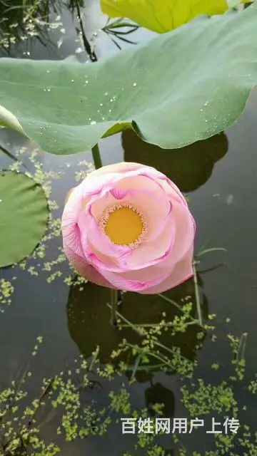 海滨货运物流搬家17789792818 - 图片 8