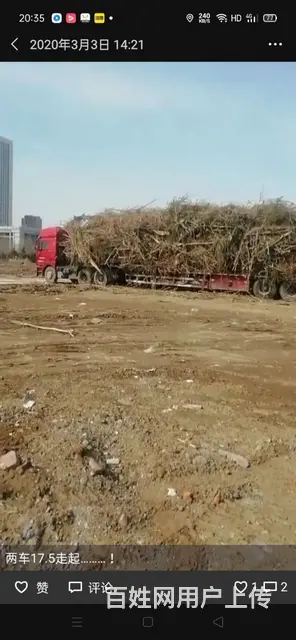 专业清理树枝 - 图片 2
