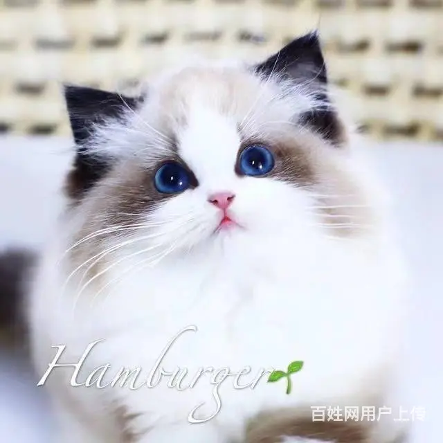 常州自家猫舍繁殖多少钱一只蓝双色布偶猫 - 图片 6