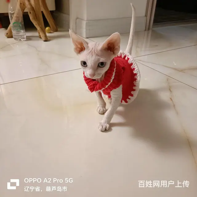纯白异瞳 - 图片 1