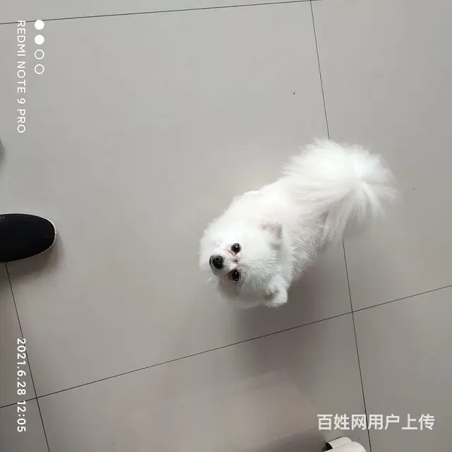 博美 - 图片 4