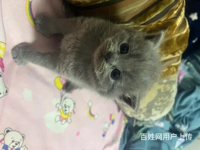 出售自家繁殖蓝猫3只胖虎无病选 - 图片 4