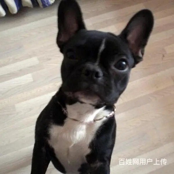 辽阳现在卖法斗的哪家靠谱些，靠谱的卖法斗商户 - 图片 1