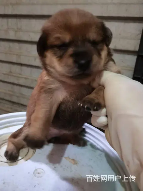 土狗出售 - 图片 6
