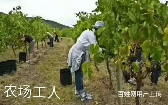澳洲 年薪40万澳洲 瓦工/木工/农场普工/厨师 - 图片 4