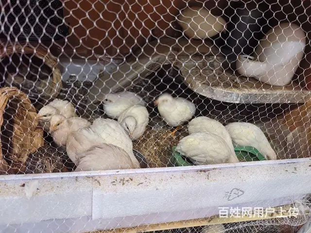 芦丁鸡 - 图片 3