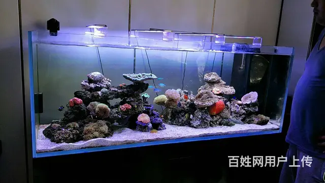 【鱼乐天下】清洗鱼缸，专业鱼缸养护，上门服务 - 图片 1