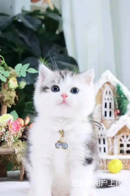 日照出售自家繁殖纯种美国短毛猫 美短起司保健康 - 图片 4