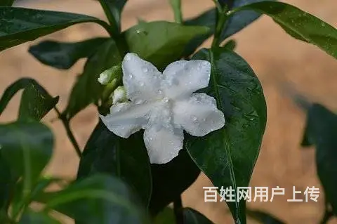 工程苗木，花卉苗木订购 - 图片 6