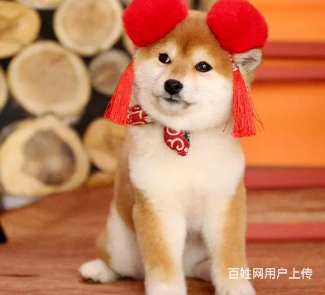 日本柴犬出售 冠军品质 赛级血统 签协议 - 图片 1