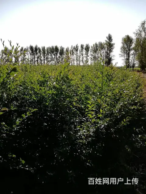 出售自产苗木 - 图片 7