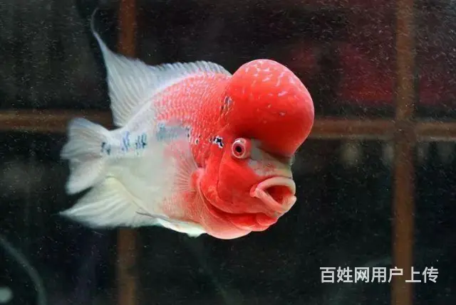 丹东出售泰国进口精品罗汉鱼一手货源，送货上门 - 图片 4