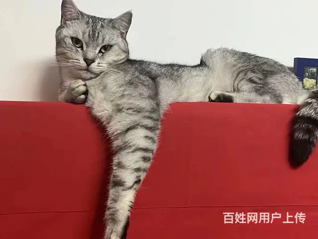 出售美短猫咪 - 图片 2