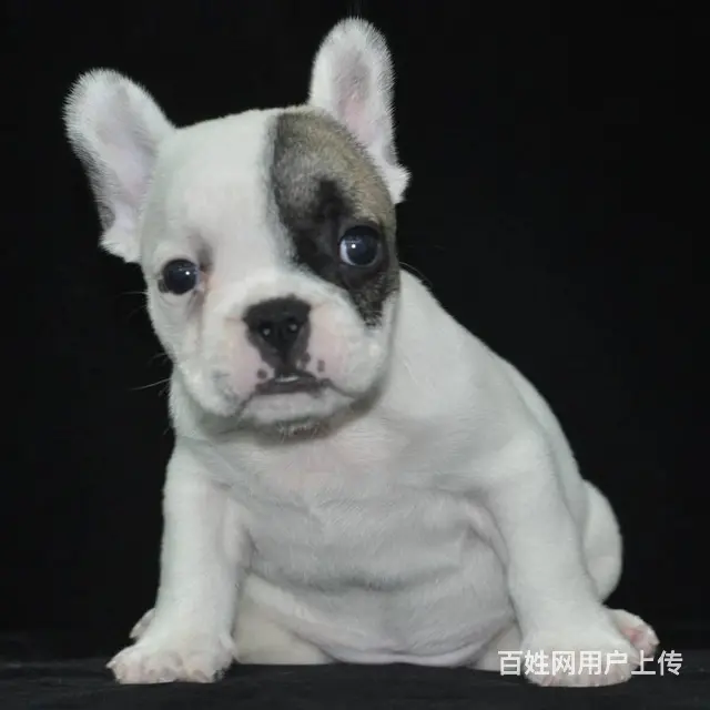 北京本地出售法国斗牛犬 纯种法国斗牛犬 法牛幼犬 - 图片 4