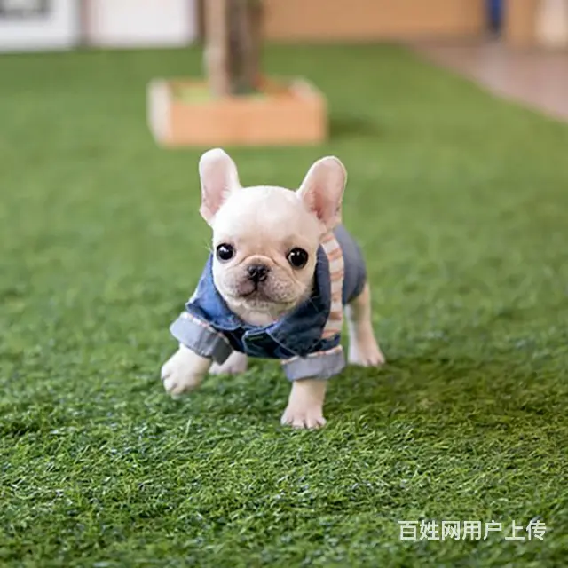 出售血统纯种法国斗牛犬狗狗奶油白色黑白黑法牛 - 图片 9