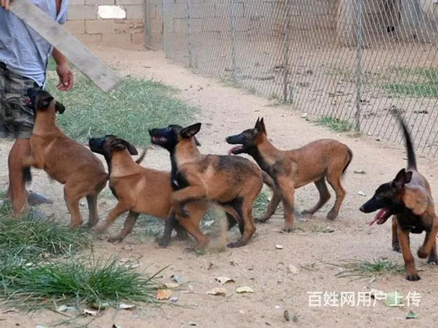 安徽六安舒城卡斯罗哪里卖联系电话 - 图片 7