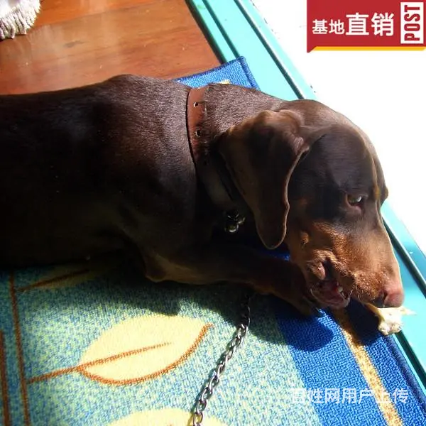 吕梁【十年老店】常年繁殖优质血统腊肠犬幼犬 - 图片 11