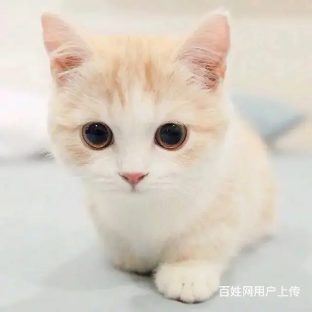 安阳专业找猫找狗团队河南找猫找狗收费多少安阳找猫找 - 图片 3
