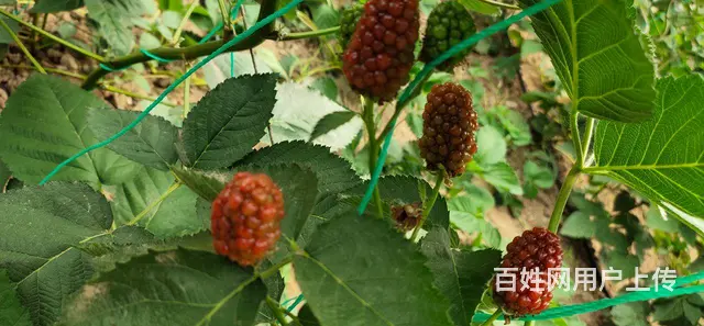 岚山中楼黑莓种植基地 - 图片 7