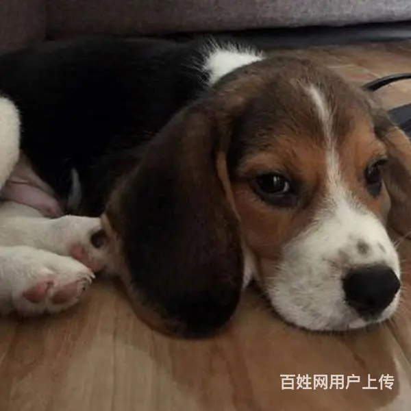 辽阳哪儿有纯种比格犬出售，纯种比格犬价位表 - 图片 2