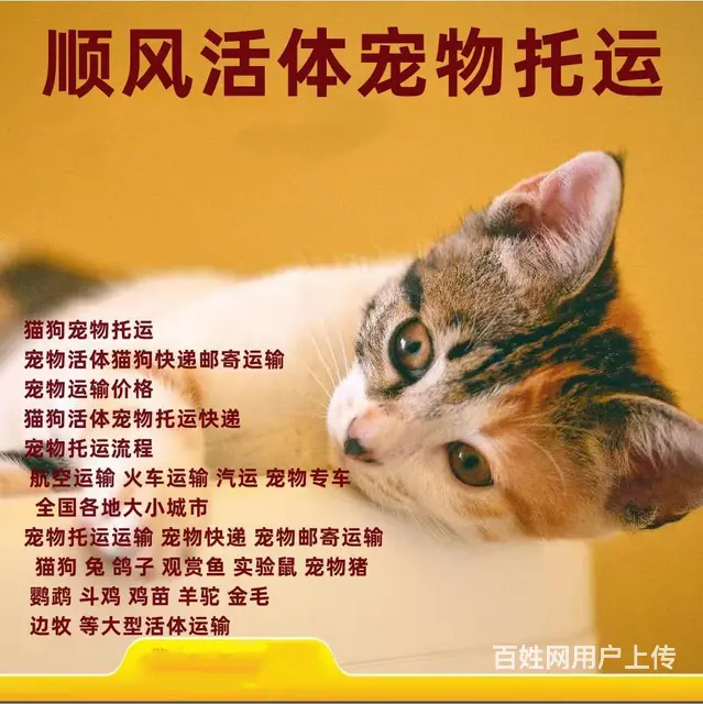 日照宠物托运（猫狗）活体运输邮寄 （2023今日 推荐）【主 - 图片 1