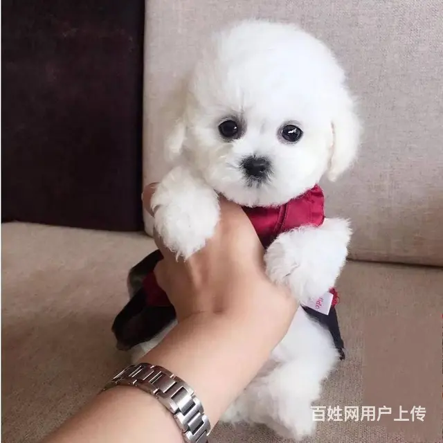 纯种比熊犬业 赛系比熊幼犬 保健康签协议 - 图片 4