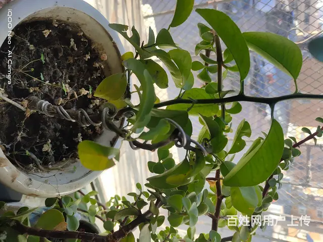 家里花太多了，有喜欢的可以电联电话联系 - 图片 5