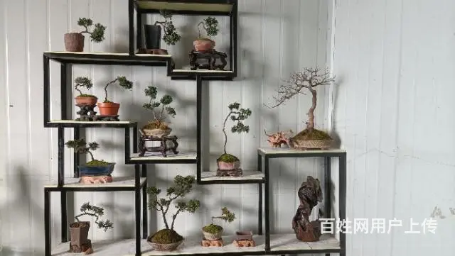 盆景园出售，转让 - 图片 8