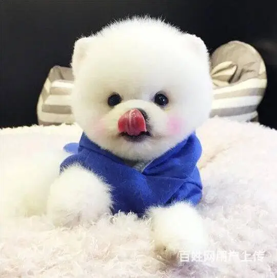 纯种赛级博美幼犬、包健康现场检测、不纯全额退款 - 图片 1