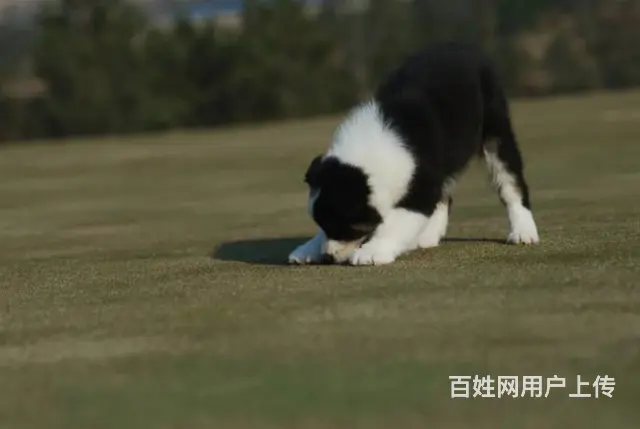 边牧犬舍 专业繁育边牧 打完疫苗证书齐全 - 图片 2