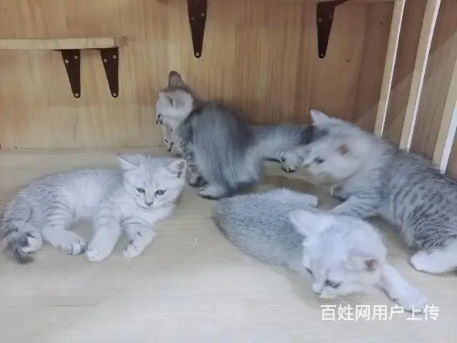 自家猫咪生的小不点，还有一个母的，三个公的，求收养 - 图片 5