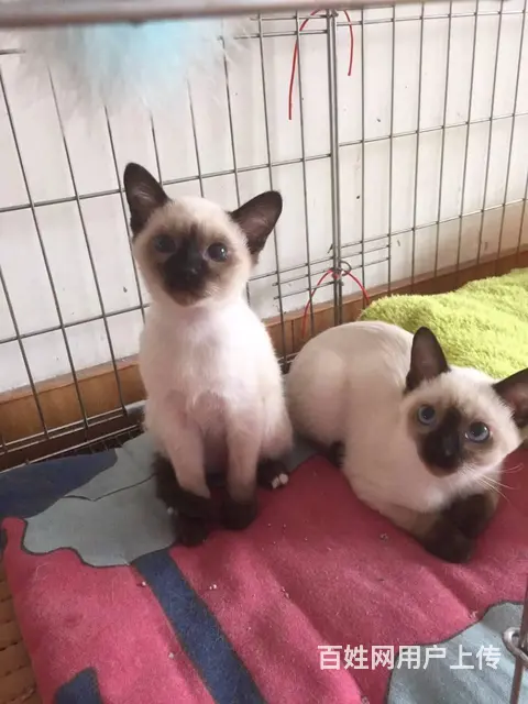 短毛猫 泰国暹罗猫 包飞 - 图片 2