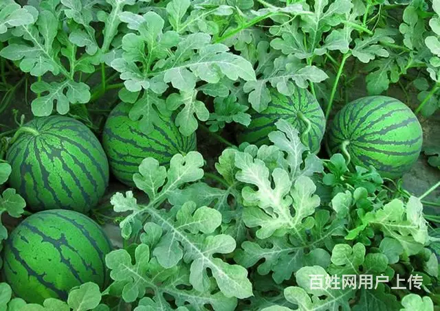 睢宁县梁集镇戚姬村有零散十几亩土地出租 - 图片 2