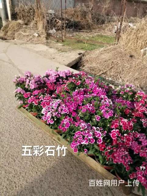 抚顺新抚服务好的草皮 - 图片 1