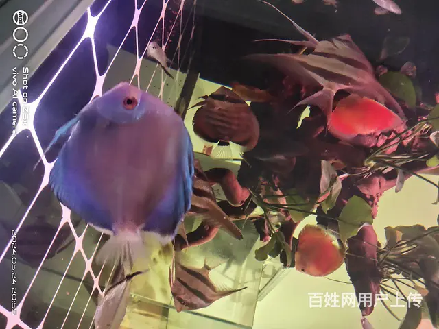 花鸟虫鱼 - 图片 2