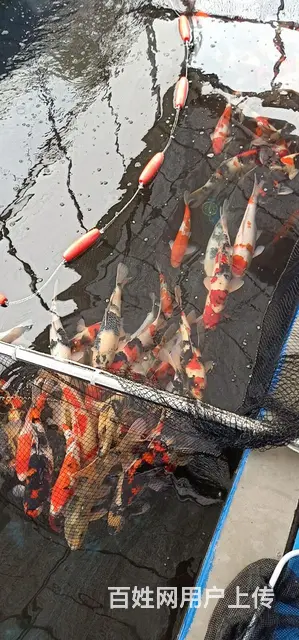 苏州永乐锦鲤大量出售锦鲤鱼 - 图片 12