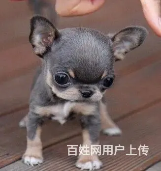 琼海吉娃娃养殖户 繁殖吉娃娃幼犬的地址 - 图片 1