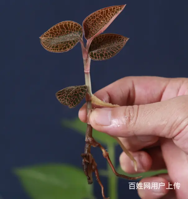 金线莲五个月左右种苗出售（适合家庭盆栽） - 图片 4