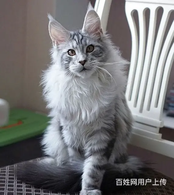 哪里有缅因猫卖的 缅因猫价格贵吗 疫苗齐全包健康 - 图片 2