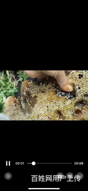 自家养的野生蜂蜜 - 图片 4